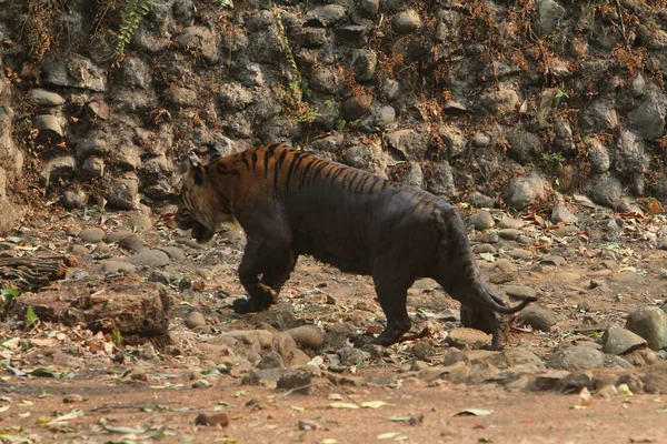 Tigre Selva — Foto de Stock