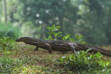 Yeşil arka planda bir kertenkelenin seçici odak görüntüsü