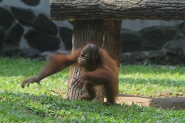 Ağaçta oturan bir orangutan.