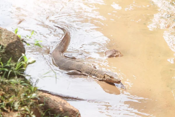 the river crocodile is swimming in the river