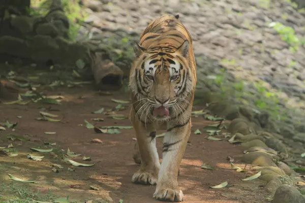 a tiger walking in a forest