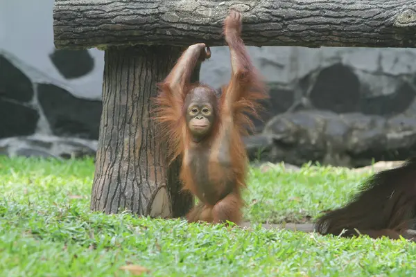 Орангутан Дереве — стоковое фото