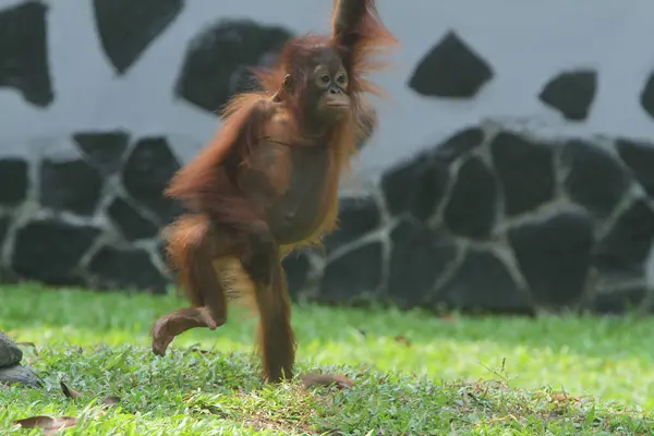 oranguoranguan. a cute wild animal. tan and orangutan, borneo, borneo, jung tan