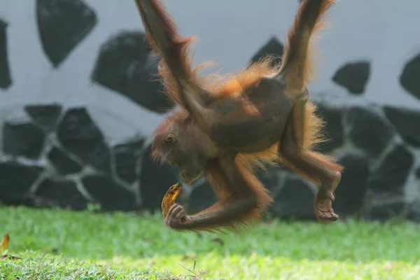 Коричневый Орангутан Орангутанг Зеленой Лужайке Парке — стоковое фото