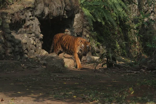tiger walking on the ground. thailand