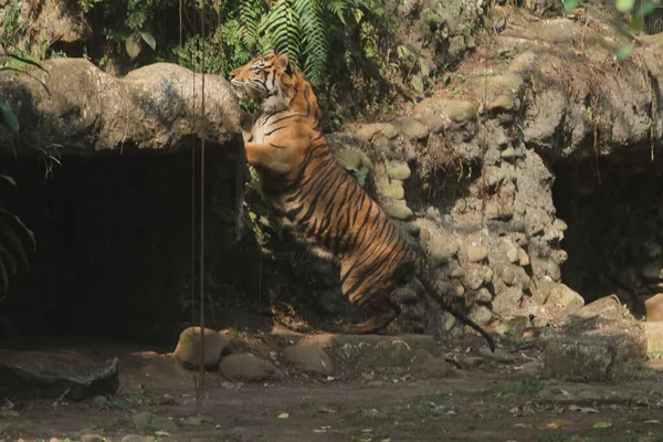 A Sumatran tiger jumps on a rock