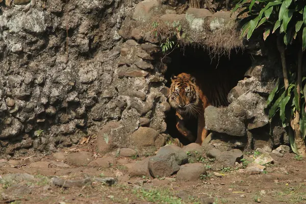 Tigre Sumatra Acecha Desde Dentro Agujero Roca — Foto de Stock