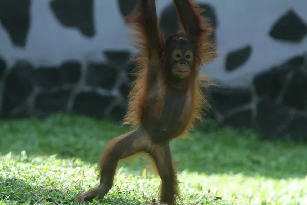 Милый Орангутан Джунглях — стоковое фото
