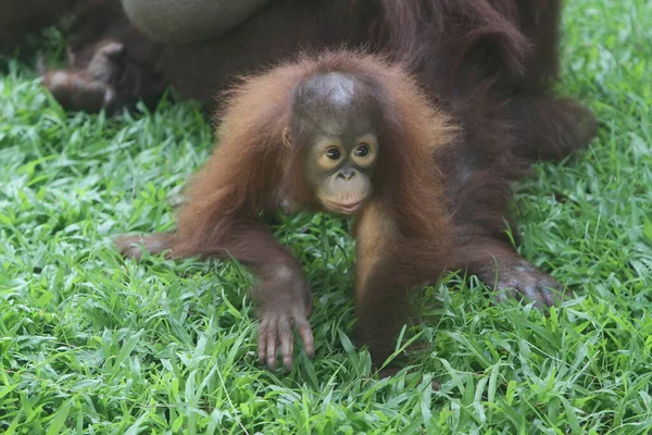 Orangutan Ground — стоковое фото