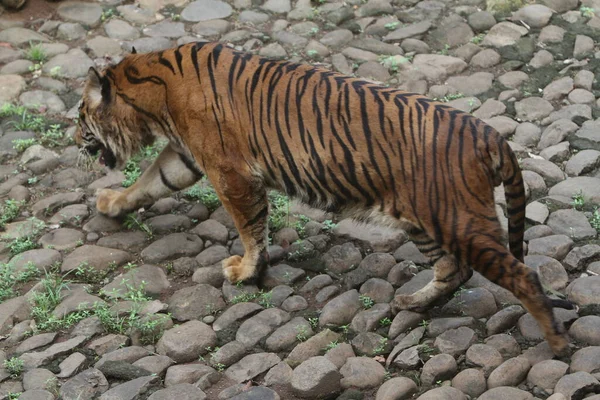 a sumatran tiger walking on the rocks