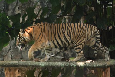 Ormandaki kaplan, Tayland