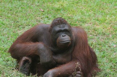 orangutan (tan pygmaeus), borneo, borneo, borneo, malezya