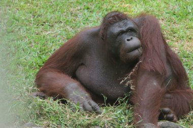 orangutan, orangutangiller familyasından bir orangutan cinsidir. orangutanın adı