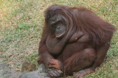 Orangutan parkta, Tayland 'da