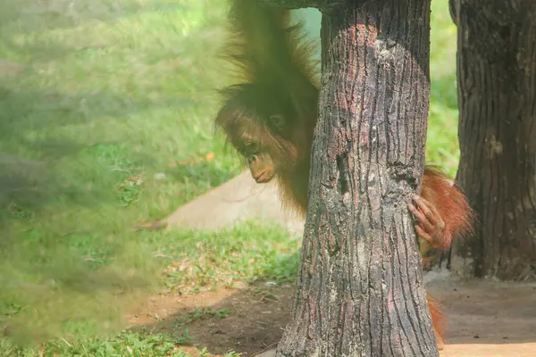 Парке Висит Орангутан — стоковое фото
