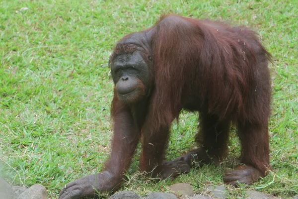 Orangután Camina Por Parque —  Fotos de Stock