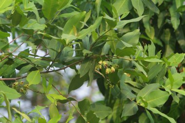 Baharda ağaç yaprakları ve yeşil doğa.