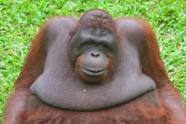 Orangutan, borneo, borneo, borneo portresi