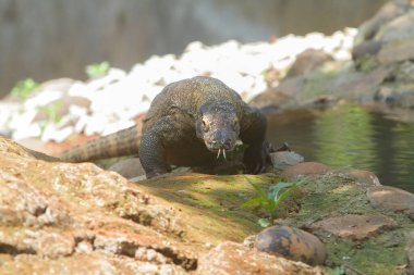 Doğadaki su samuru.