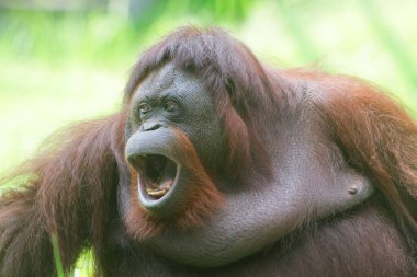 Hayvanat bahçesindeki bir orangutana yaklaş.