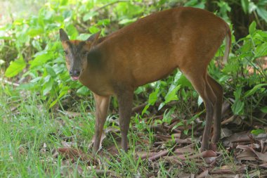 Ormandaki vahşi dişi geyik