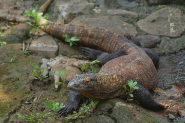 Ormanda bir kertenkelenin yakın çekimi.