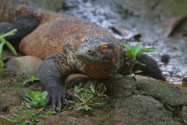 Ekvator 'daki ormanda çekilmiş kahverengi bir iguana resmi.