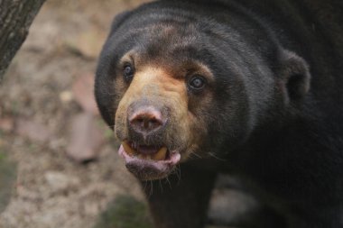 siyah ayı (ursus maritimus), yaklaş