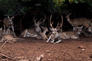 Ormanda bir grup geyik