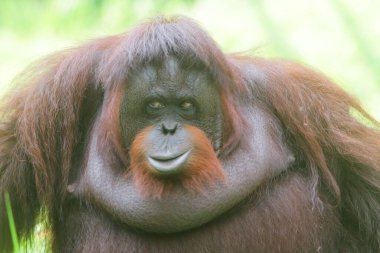 orangutan hayvanat bahçesinde