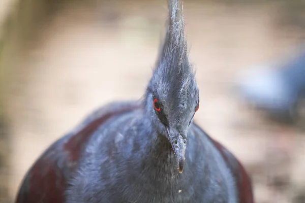 close - up portrait of a red - headed pigeon