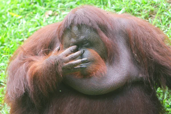 sevimli Asyalı orangutanın yakın görüntüsü