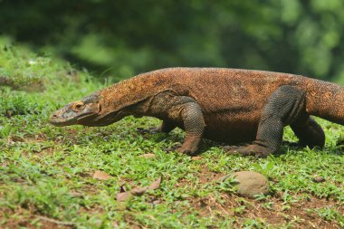 Yeşil arka planı olan bir kertenkelenin yakın plan fotoğrafı.