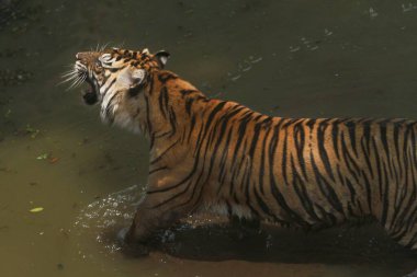 Bengal kaplanı, panthera tigris tigris, ormanda duruyor, Hindistan