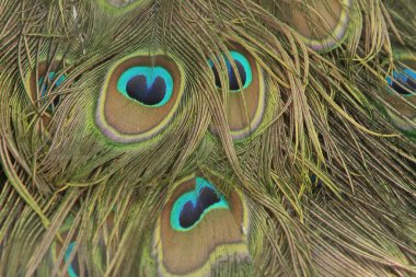 Pepebaykuşun kuşu, baykuş kuşu, tüyler, tavus kuşu