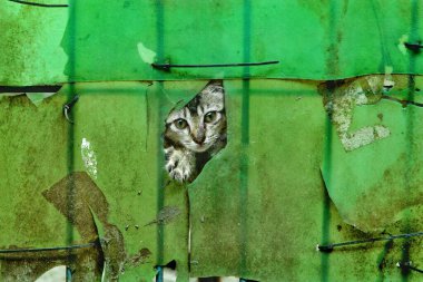 Hayvanat bahçesindeki kedi