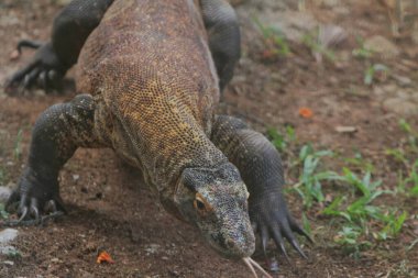 Yerde bir kertenkelenin yakın çekimi.