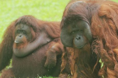 Yakından - Genç, bronz tenli bir orangutanın portresi