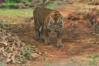 Bengal kaplanı ormanda