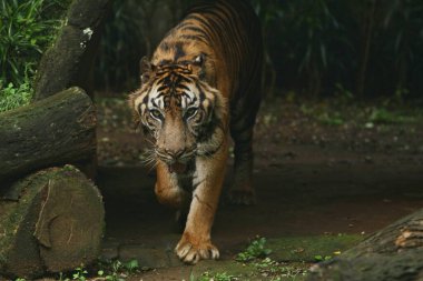 Hayvanat bahçesindeki kaplan