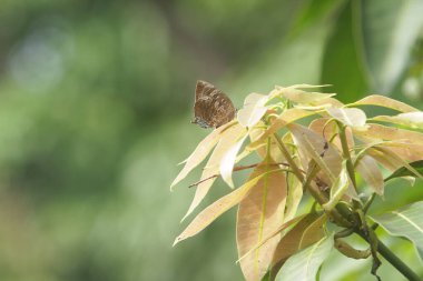 Bir daldaki yeşil kelebeğin yakın plan fotoğrafı.