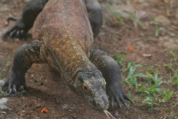 Yerde bir kertenkelenin yakın çekimi.