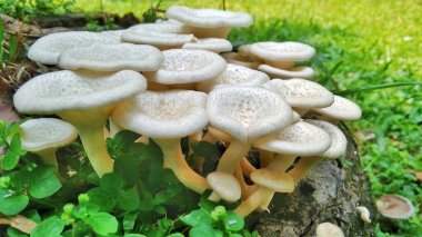 Ormanda mantarlar, bitki örtüsü