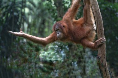 Genç orangutan bir orangutan türüdür..