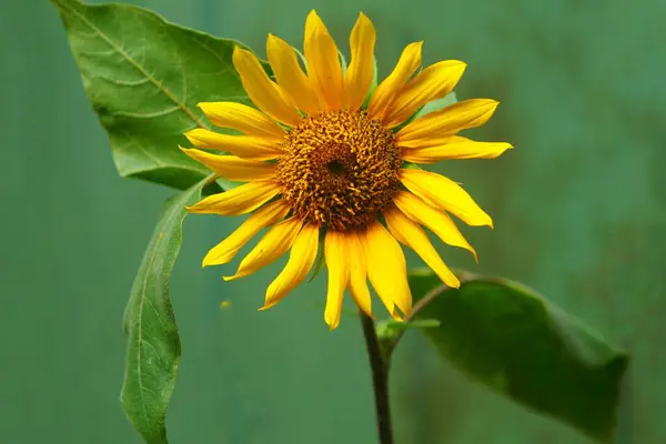beautiful yellow sunflower, summer flower, flora