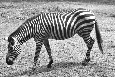 Siyah beyaz zebra.