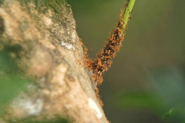 Ağaçtaki örümceğe yaklaş