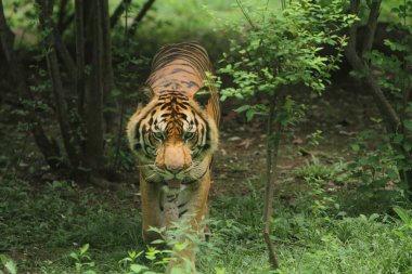 Sumatra kaplanı davranışı korunuyor.