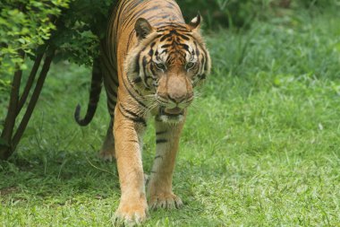 Sumatra kaplanı davranışı korunuyor.