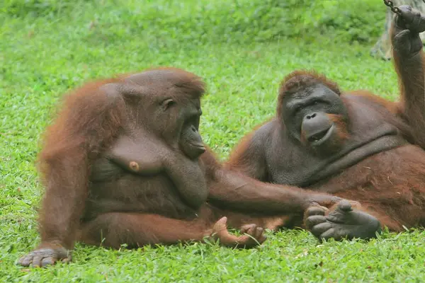 Орангутан Зоопарке Куала Лумпур Малайзия — стоковое фото